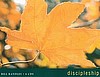 Discipleship